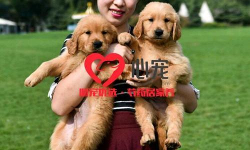 金毛母犬配对时间多久才能生育？（探讨金毛母犬配对后生育周期及注意事项）