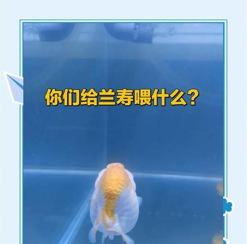 兰寿鱼水质管理的重要性（合理换水频率和关键因素）