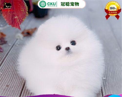 探索茶杯犬狗的多样品种世界（品种繁多，迷人可爱，让我们一起走进茶杯犬狗的精彩世界）