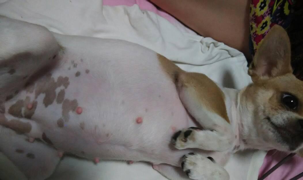狗怀孕后呕吐的时间和原因（揭秘狗犬怀孕期间的常见呕吐症状与治疗方法）