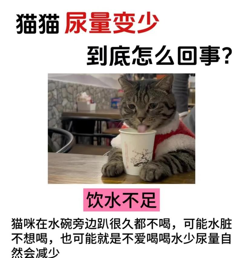 猫咪突然喝大量的水，其实是想告诉你这6件事（揭秘猫咪饮水行为背后的含义和可能健康问题）
