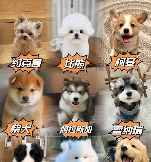 如何正确挑选法斗犬（挑选法斗犬的注意事项和技巧）
