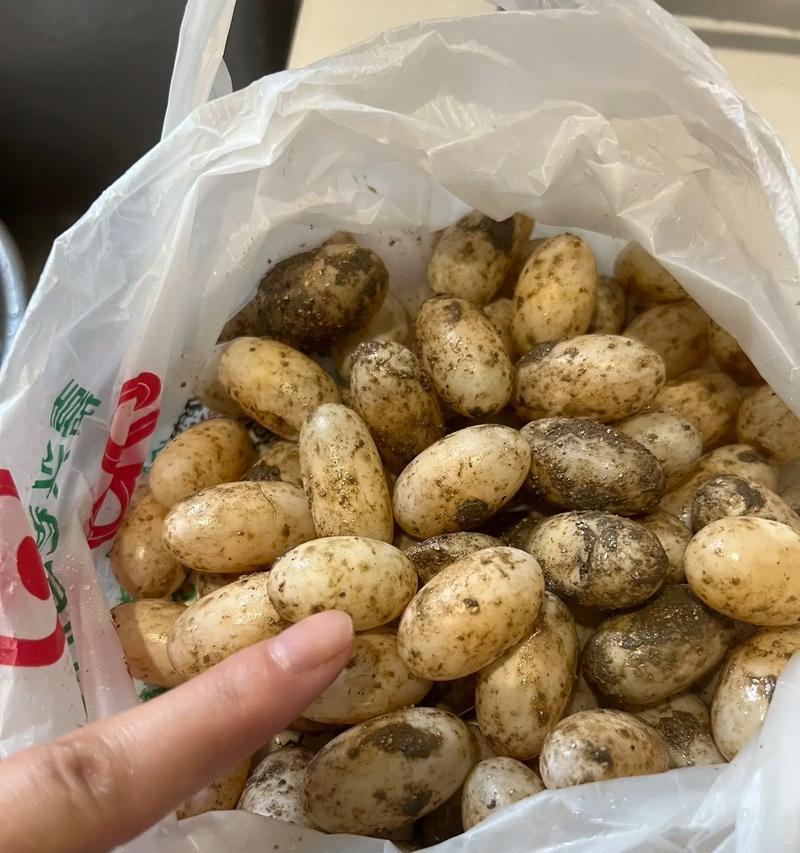 乌龟的生殖行为与乌龟蛋的可食用性（乌龟下蛋时间及蛋的食用价值分析）
