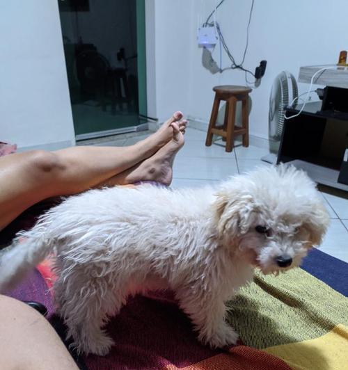 泰迪狗的配对时间究竟需要多久？（探究泰迪狗配对时间的因素与方法）