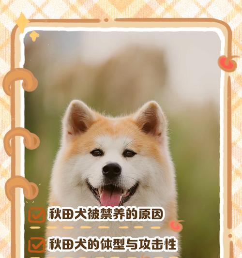 揭秘秋田犬价格高的原因（秋田犬价格高的6个原因）