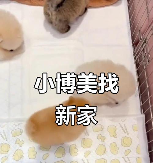探秘呆萌博美犬的可爱之处（了解呆萌博美犬的特点与魅力，让你爱不释手）