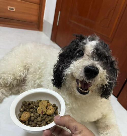 哪些狗适合吃剩菜剩饭？（探讨适宜食用剩菜剩饭的狗种及注意事项）