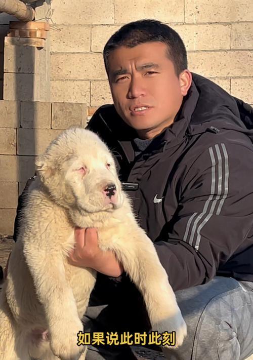 中亚犬的寿命有多长？（探索中亚犬寿命的关键因素及如何延长它们的生命）