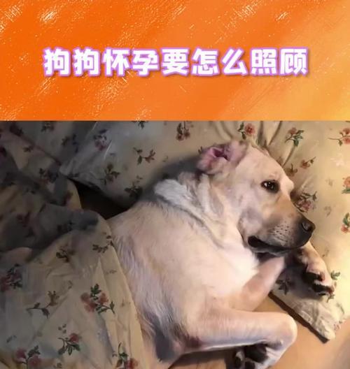狗的怀孕周期与繁殖过程详解（了解狗的生殖周期，帮助你更好地照顾它们）