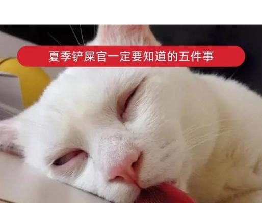 猫食物中毒（了解猫食物中毒的时间线和应对措施）