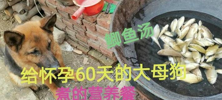 母狗乳汁多久生？解答新手养狗的关键疑问（新手养狗，了解母狗生产时间是养育幼犬的关键）