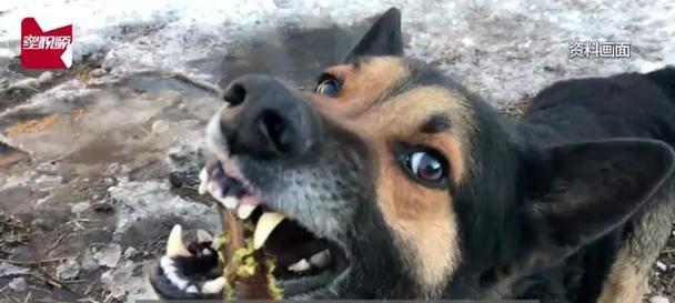 狂犬病的狗生存期有多久？（探讨狂犬病对狗的致命影响及预防措施）