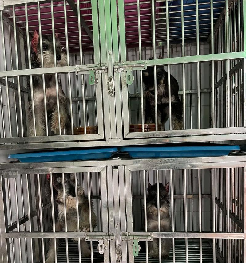 卡斯罗犬的耳朵修剪（了解卡斯罗犬耳朵修剪的目的和方法）