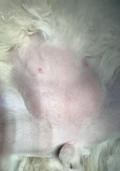 公猫蛋蛋的成长之旅（探寻公猫蛋蛋的成长时间轴）
