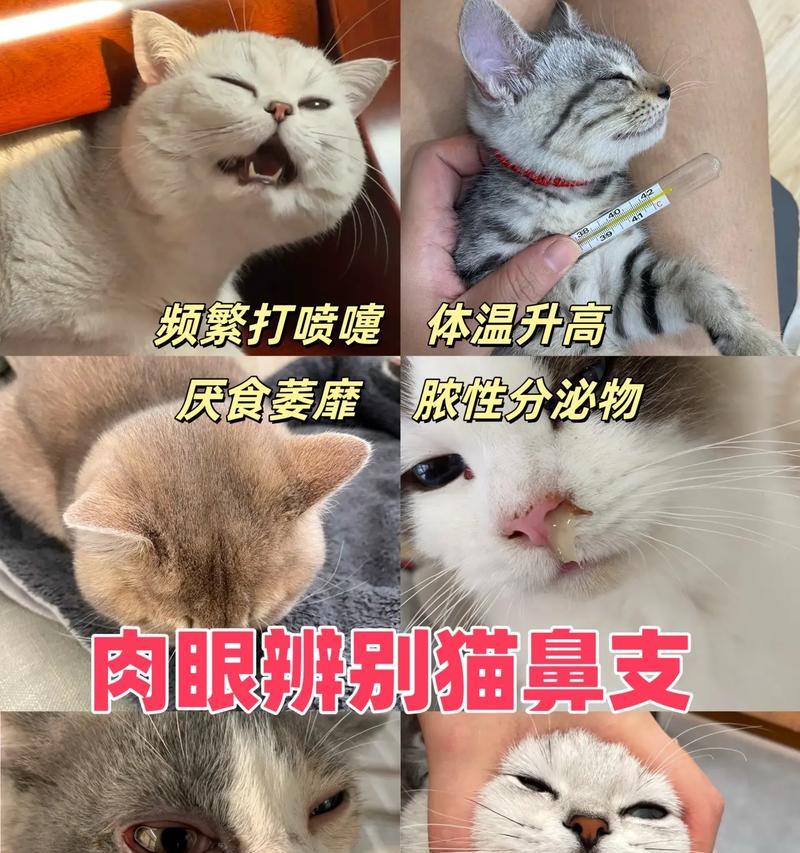 猫咪怕热的5个表现及降温方法