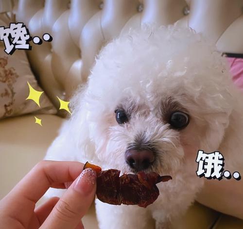 为什么摸狗下巴会让它们感到舒服？（揭秘摸狗下巴的神奇效果及其科学原理）