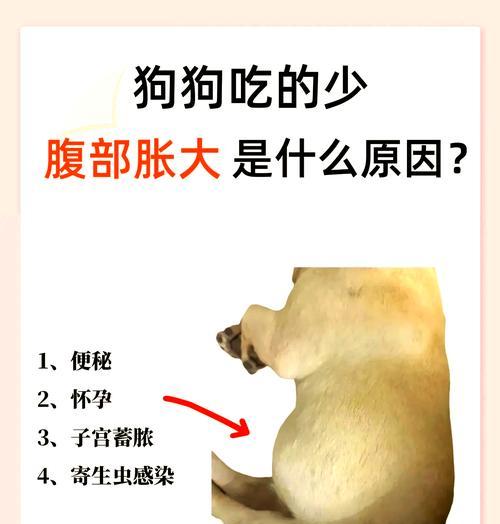 狗狗怀孕多久起肚？（了解狗狗孕期及肚子的变化）