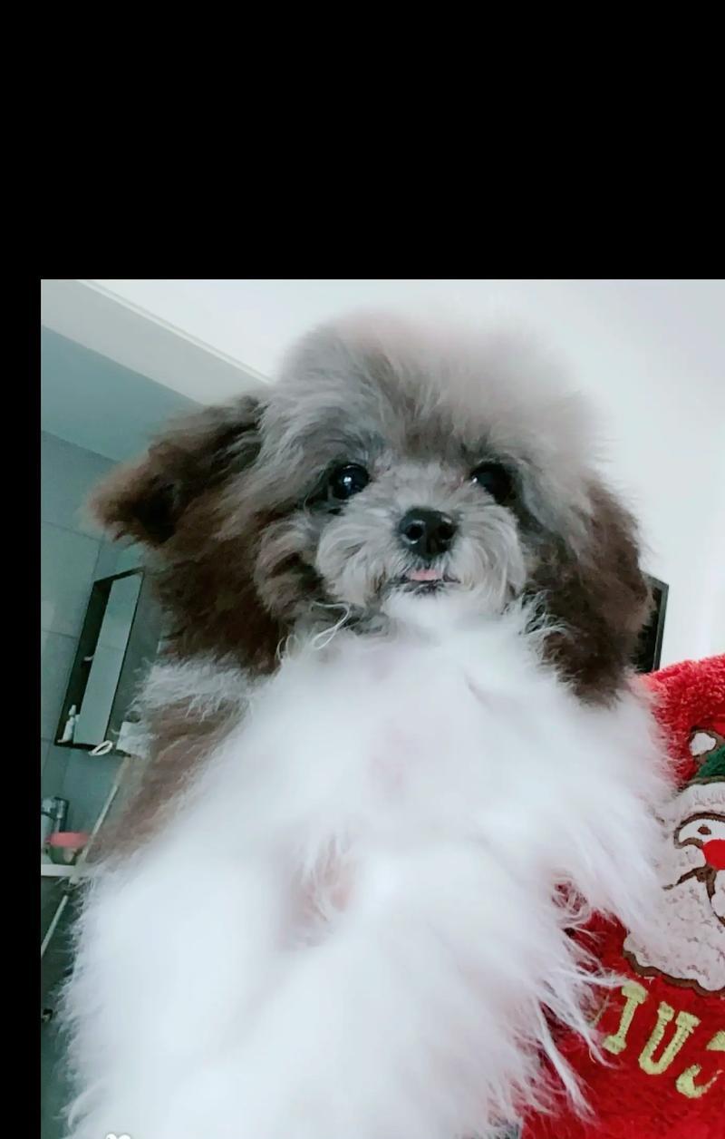从小狗到能卖出去需要多长时间？（小狗成长周期及适合卖出的时间）