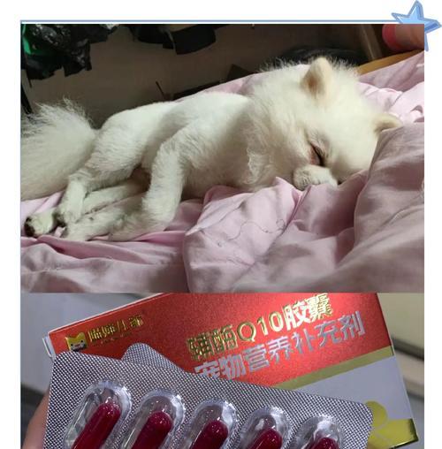 健康饲养博美犬的10种食物（满足博美犬的健康需求，让他们保持活力四射的食物选择）