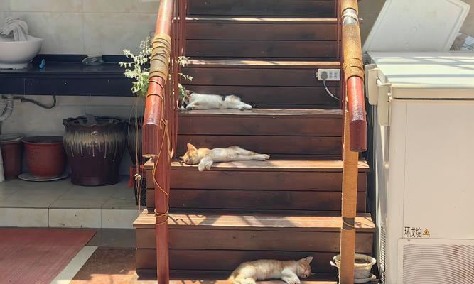 母猫断奶多久怀孕？（了解母猫断奶后的受孕周期）