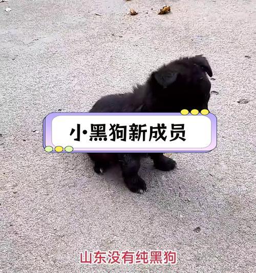 养狗别养“黑狗”，这到底是为什么？（黑狗的不利之处与选择其他品种的好处）