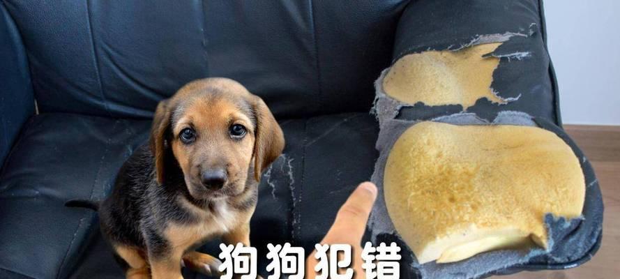 科学有效的狗狗惩罚方法（简单易行的五种方法让你的狗狗变听话）