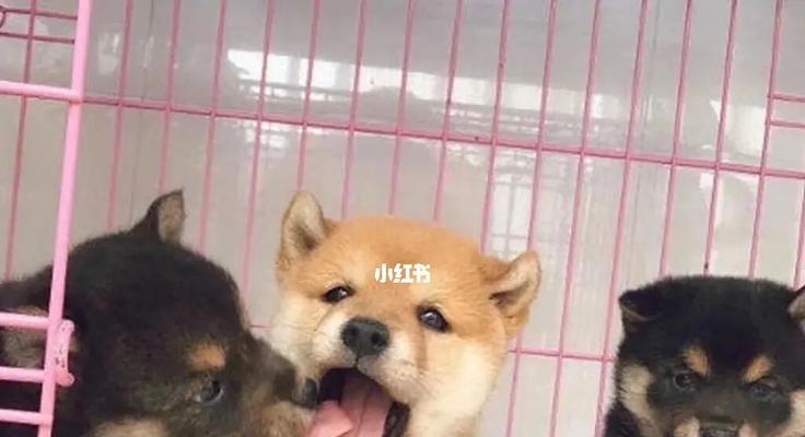 幼犬听话的时间与方法（培养幼犬良好行为习惯的关键）