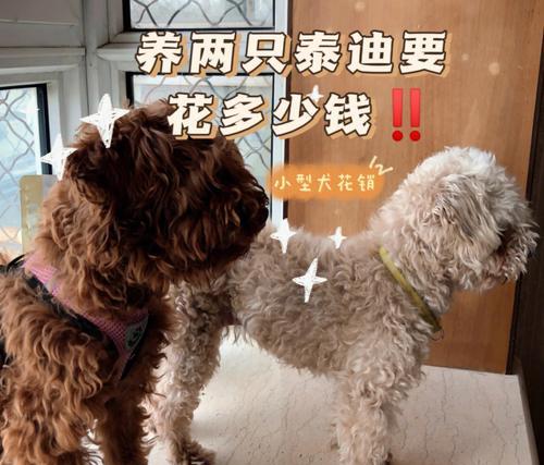 泰迪狗的饮食需求（为宠物泰迪狗提供均衡营养的鸡蛋摄入方式）
