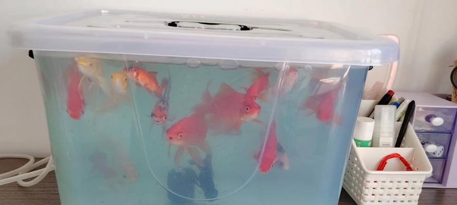 混养金鱼和锦鲤的工具鱼选择指南（探索与金鱼和锦鲤共生的适合鱼类）
