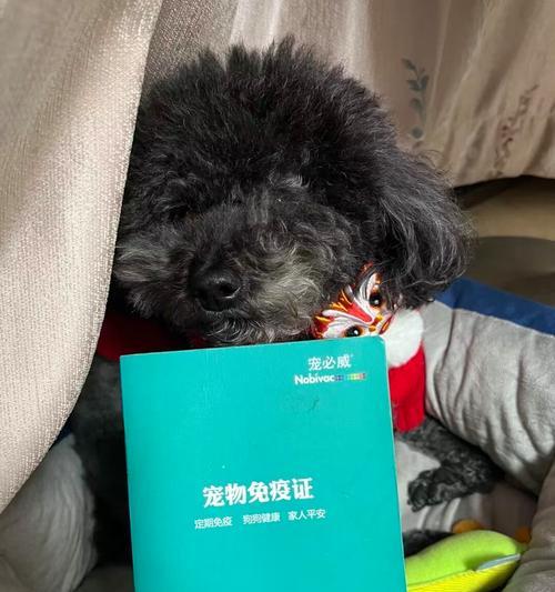 小狗疫苗的重要性与时间安排（保护毛球宝宝健康，了解小狗疫苗接种时间表）