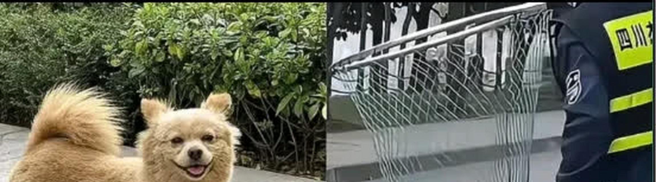如何正确管教爱咬人的宠物小狗（投喂方式是培养良好行为的关键）