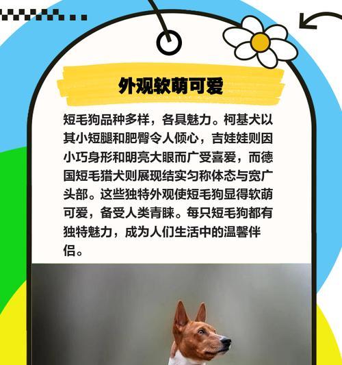 了解小狗短毛品种大全（探索各种可爱的小狗短毛品种，让你无法抗拒它们的魅力）