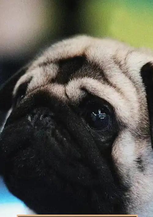 巴哥犬饲养新手指南（从入手到养育，全方位解读巴哥犬养成之道）