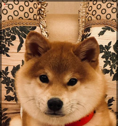 纯种柴犬的特征及判断方法（了解柴犬的特点，判断纯正血统）