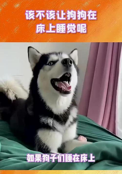 狗狗每天睡床上的注意事项（打造舒适的睡眠环境让宠物健康成长）