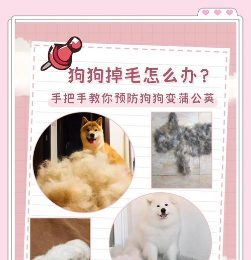 春季狗狗换毛周期揭秘（掌握狗狗春季换毛频率，让你的宠物宝贝更舒适）