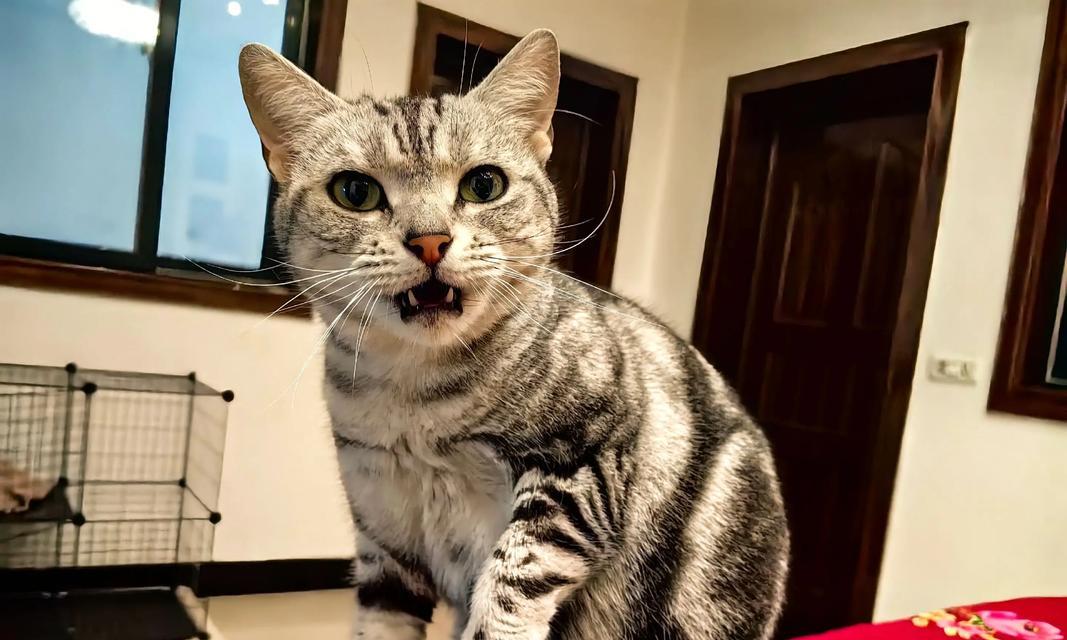 猫的配种周期及注意事项（了解猫的配种周期，保障繁殖质量）