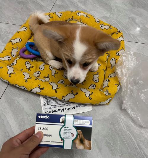 猫咪弓形虫疫苗（了解疫苗接种频率，保护宠物健康）