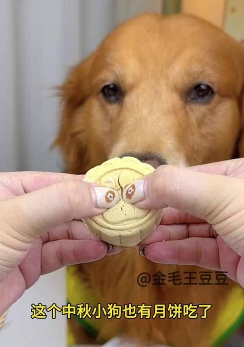狗狗的零食选择指南（为您的爱犬提供健康、美味的零食）