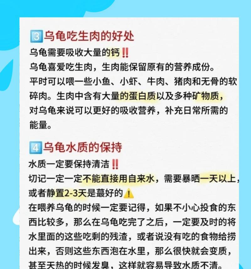 冬天如何养护小乌龟（小乌龟冬天的养护要点）