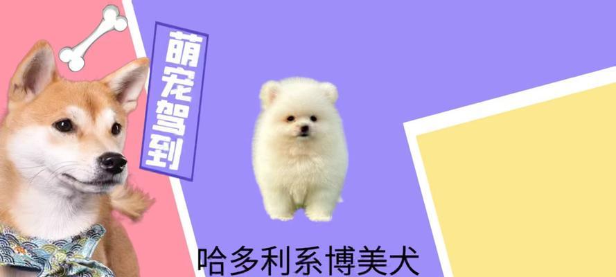 博美犬（优雅聪明的宠物选择）