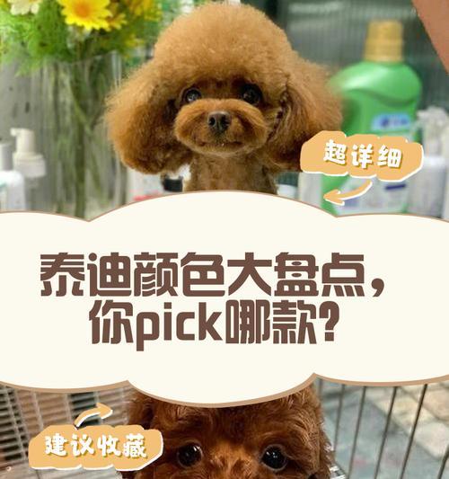 如何解决泰迪太胖和毛色褪色的问题？（有效措施帮助泰迪恢复理想体重和明亮毛色）