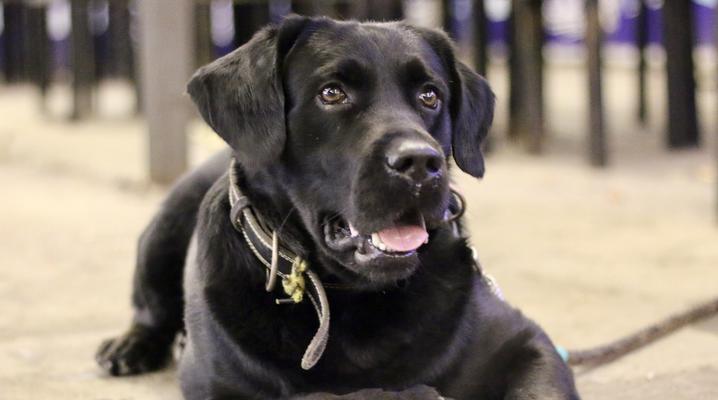 黑色拉布拉多犬的换毛周期与护理（揭秘黑色拉布拉多犬换毛周期，帮助主人科学护理）