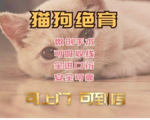 正确选择公猫去势手术的收费项目（为您的爱猫提供最佳手术方案，降低费用压力）