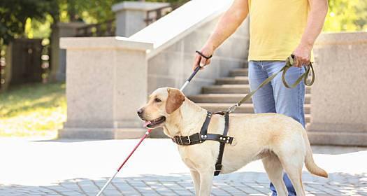 导盲犬——助力视障人士的无声伙伴（导盲犬的训练、工作方式和社会融入）