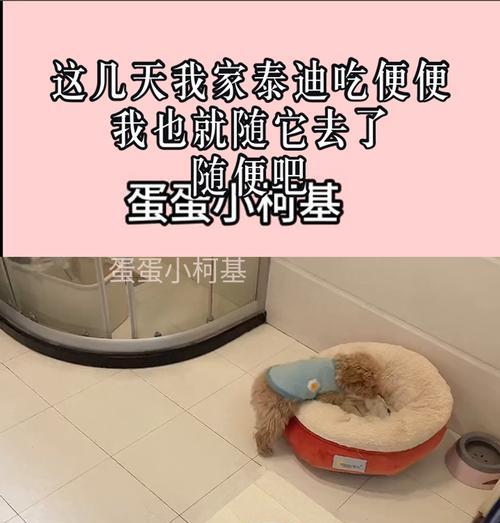泰迪宝宝的排便频率调查（了解泰迪宝宝的正常排便周期与健康管理）