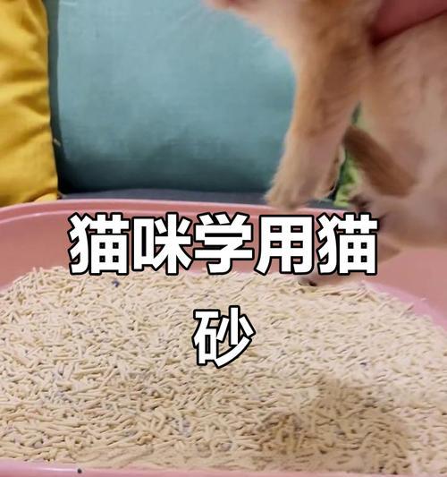 小猫学用猫砂的时间和方法（培养小猫使用猫砂的技巧与注意事项）