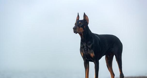 杜宾犬被禁养的原因（聪明机灵的杜宾犬为何沦为禁养对象？）