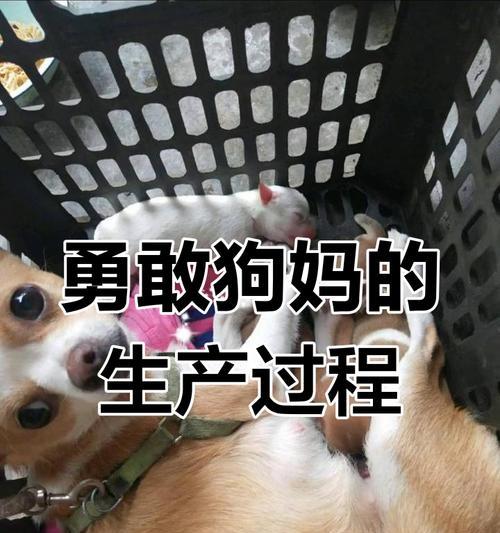 揭秘狗狗生产过程（探索狗狗生育的奥秘，了解狗狗的繁衍周期及产仔过程）
