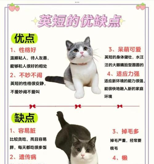 成年英短猫的疫苗接种时间及重要性（了解成年英短猫的疫苗接种时间表，确保宠物的健康和安全）